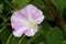 Hedge Bindweed  814490