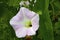 Hedge Bindweed  814510