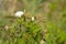 Hedge bindweed in bloom closeup on other plants with selective focus on foreground