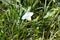 Hedge bindweed in bloom closeup view between grass with selective focus on foreground