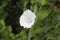 Hedge bindweed, Calystegia septium