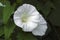 Hedge bindweed flowers