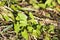 Hedge bindweed leaves closeup view with selective focus on foreground