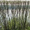 Hedge with branches and buds background. nature backdrop with plants