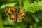 Hedge brown (Pyronia tithonus)