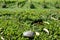 Hedge bush with kindness rock on top with distant vineyard