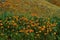 A Hedge of California Poppies and Wild Mustard