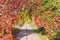 Hedge with climbing plants forming arch in autumn park