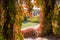 Hedge with climbing plants forming arch in autumn park