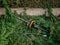 Hedge clipper on the ground in the branches of cypress after garden work on trimming hedges