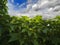 Hedge of Fake Vine Green Leaves Thick Foliage Blue Dramatic Sky with Clouds