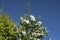 A hedge with flowering sweet mock orange