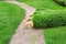 Hedge in the form of boxwood on a green lawn.