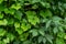 Hedge in the garden made of green leaves of grapevine