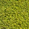 Hedge green leaves similar grass texture background wall