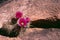 Hedge hog cactus bloom growing out of sandstone