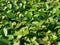 Hedge leaves - extreme closeup shot