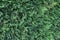 A hedge of Leyland cypress ( Cupressocyparis leylandii ).