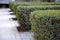 hedge ligustrum ovalifolium trim trimming green rows fences paving formal