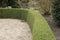 A hedge of Lonicera nitida `Elegant`