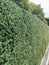 Hedge, recently cut