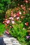 Hedge of red and pink flowers