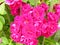 Hedge a richly flowering ornamental rose bus
