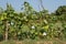 A hedge of shoots of a green pumpkin. Separation of plots on a vegetable farm