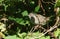 A Hedge Sparrow Prunella modularis hiding in the undergrowth.