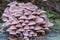 The hedge sponge - raw poisonous - cooked good edible mushroom