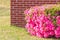 Hedge Trimmed Pink Azaleas in Full Bloom