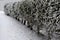 Hedge trimmed from a spruce tree. frosty and snow-covered in a block shape. Evergreen opaque low, side view. lawn, path texture in