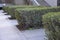hedge trimmed trim green ligustrum stripes lines in paving gray colour detail spring