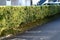 A hedge of variegated Japanese spindle ( Euonymus japonicus ).Celastraceae evergreen shrub.