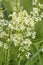 Hedge or White Bedstraw