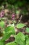 Hedge woundwort, or Forest-Ziest, Stachys sylvatica, with purple flowers