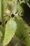 Hedge Woundwort seeds and leaf
