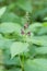 Hedge woundwort, Stachys sylvatica