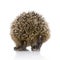 Hedgehog (1 months)