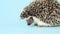 Hedgehog. African pygmy hedgehog on a blue background. Cute hedgehog