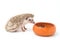 Hedgehog , African pygmy hedgehog eating