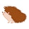 Hedgehog animal fauna isolated design white background