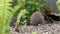 Hedgehog Animal In Garden