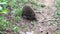 Hedgehog animal in the wild closeup. Funny animal hedgehog