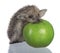 Hedgehog and apple