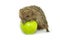 Hedgehog and apple