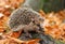 Hedgehog in autumn