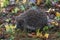 Hedgehog in the autumn forest. A little hedgehog walking through autumn leaves looking straight at the camera