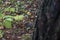 Hedgehog in the autumn forest. A little hedgehog walking through autumn leaves looking straight at the camera