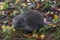 Hedgehog in the autumn forest. A little hedgehog walking through autumn leaves looking straight at the camera